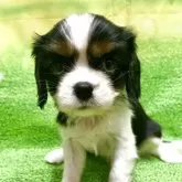 キャバリア【栃木県・女の子・2025年7月22日・トライカラー】の写真5