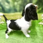 キャバリア【栃木県・女の子・2025年7月22日・トライカラー】の写真6