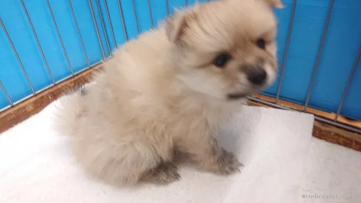ランさん 様のお迎えした子犬