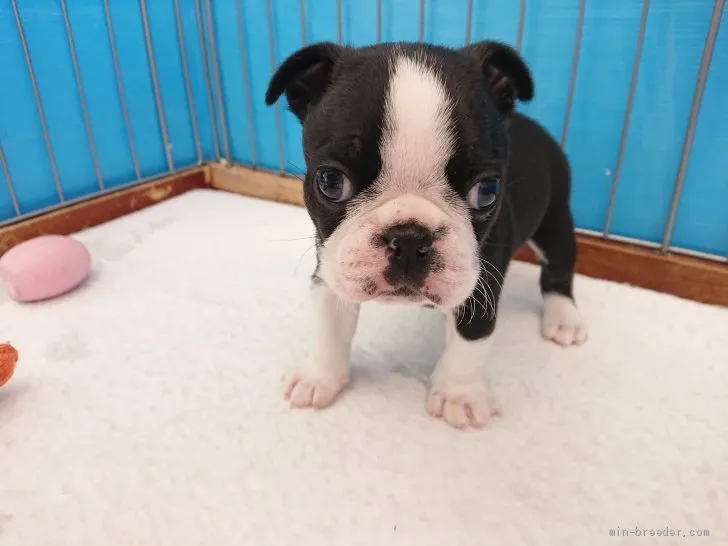 K.T 様のお迎えした子犬