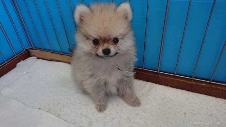ユカパカ 様のお迎えした子犬