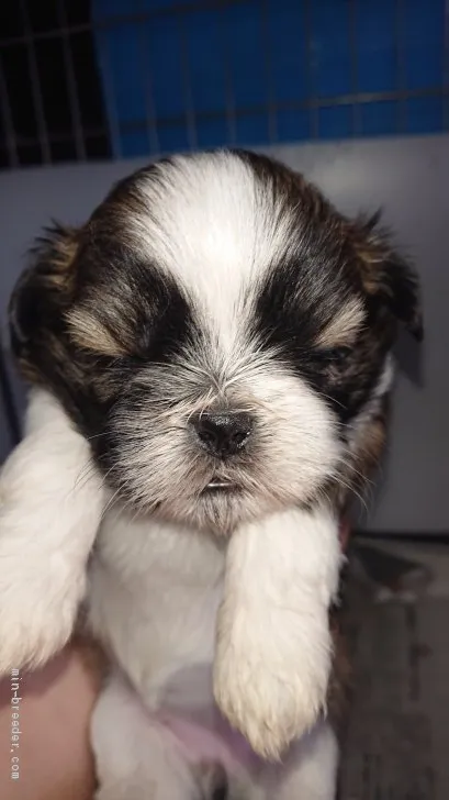 ID：2005-02916の子犬