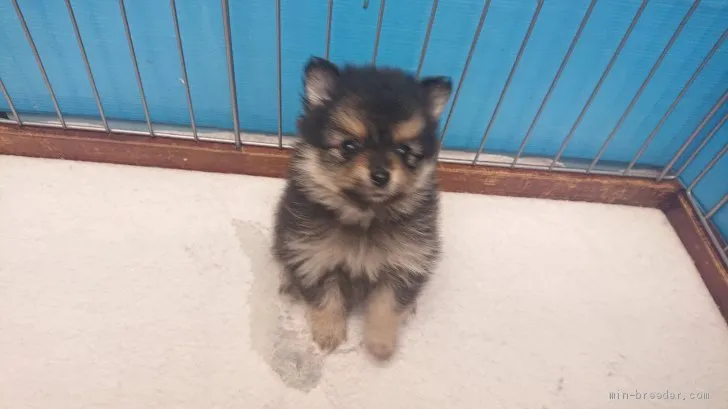 ID:1911-00764の子犬