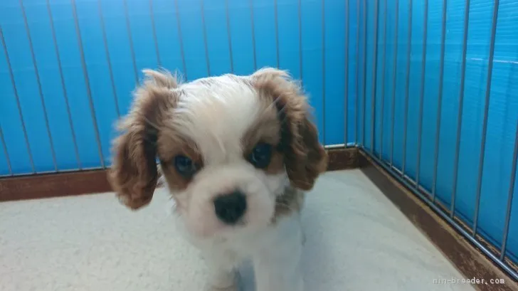 ID:2007-03200の子犬