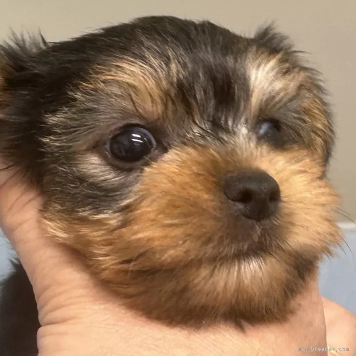 ID:2405-06716の子犬