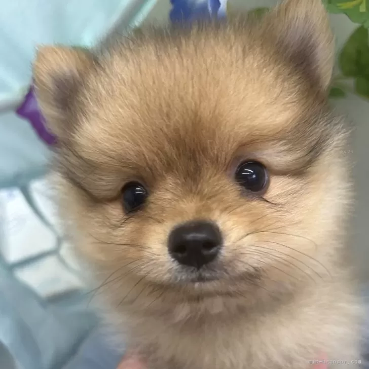 ID:2406-06454の子犬