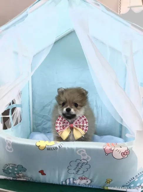 Reon 様のお迎えした子犬