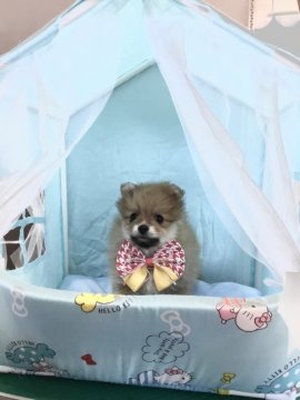 ポメラニアン【栃木県・女の子・2020年11月2日・オレンジ】の写真「丸っこい女の子」