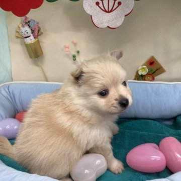 ポメラニアン【栃木県・女の子・2022年11月28日・クリーム】の写真「3匹姉妹なので食欲モリモリです」