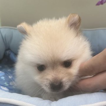 ポメラニアン【栃木県・男の子・2024年6月23日・クリーム】の写真「活動的甘えん坊」