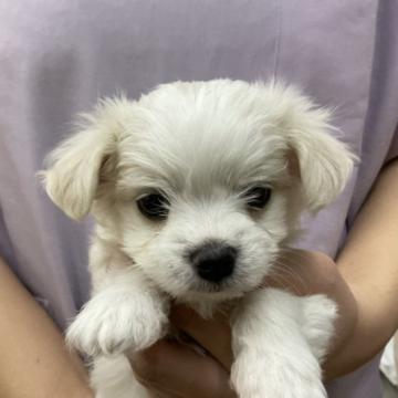 マルチーズ【栃木県・男の子・2022年10月3日・ホワイト】の写真「可愛い男の子です」
