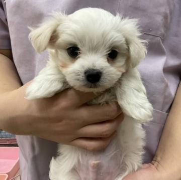 マルチーズ【栃木県・男の子・2022年10月3日・ホワイト】の写真「可愛い男の子です」