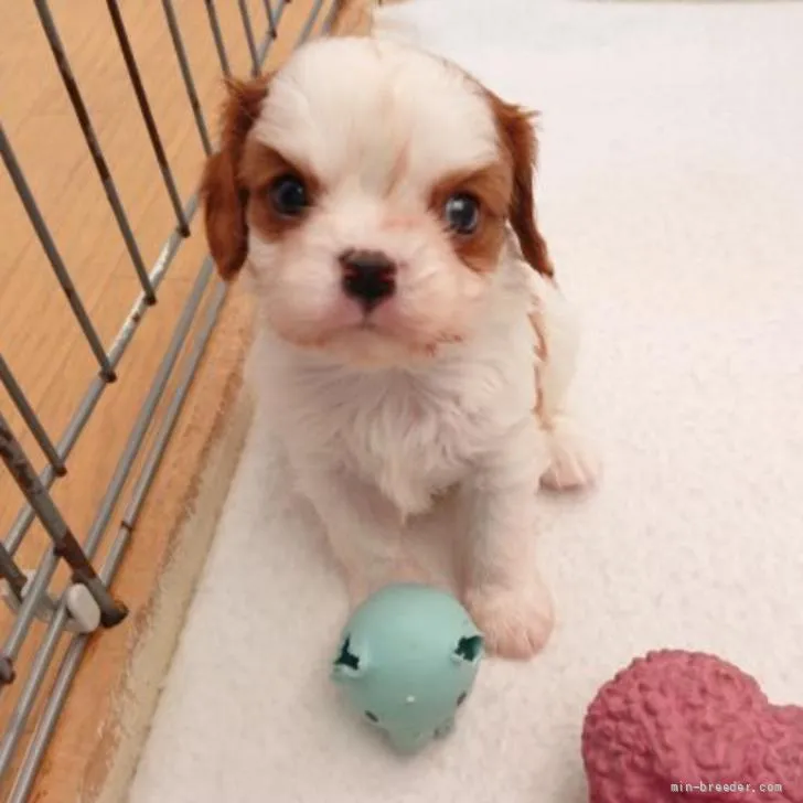 ID:2205-03062の子犬