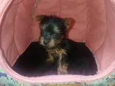 ヨークシャーテリア【栃木県・女の子・2021年11月11日・スチールブルータン】の写真3「諸事情によりドーム型ベッドで撮影しました。」