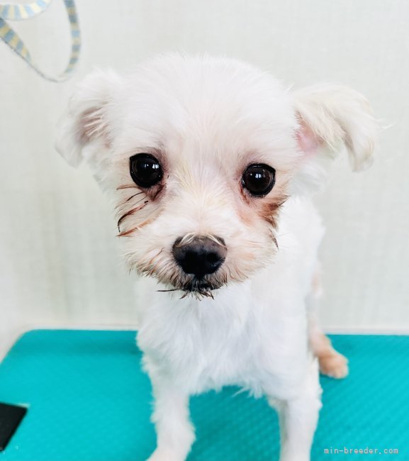 マルチーズ【・男の子・2017年1月26日・ホワイト】