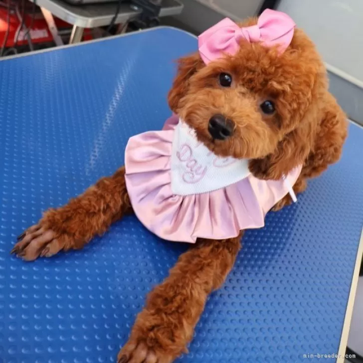 トイプードル(トイ)【群馬県・女の子・2025年5月30日・レッド】の写真1「11/30日　　4.1キロ　」