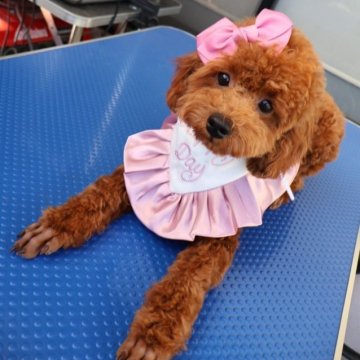 トイプードル(トイ)【群馬県・女の子・2025年5月30日・レッド】の写真「甘えん坊でかまってちゃん1番大きい女の子💓」