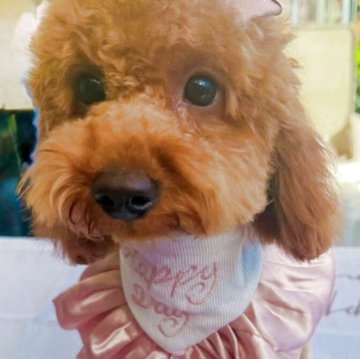 トイプードル(トイ)【群馬県・女の子・2025年5月30日・レッド】の写真「くりくりなお目目がチャームポイント💓」