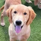 ゴールデンレトリバー【京都府・男の子・2025年5月12日・クリーム】の写真1