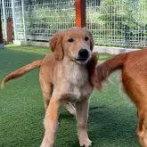 ゴールデンレトリバー【京都府・男の子・2025年5月12日・クリーム】の写真2