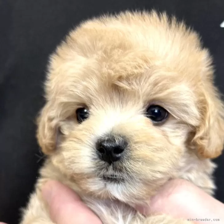 ID：2507-07190の子犬