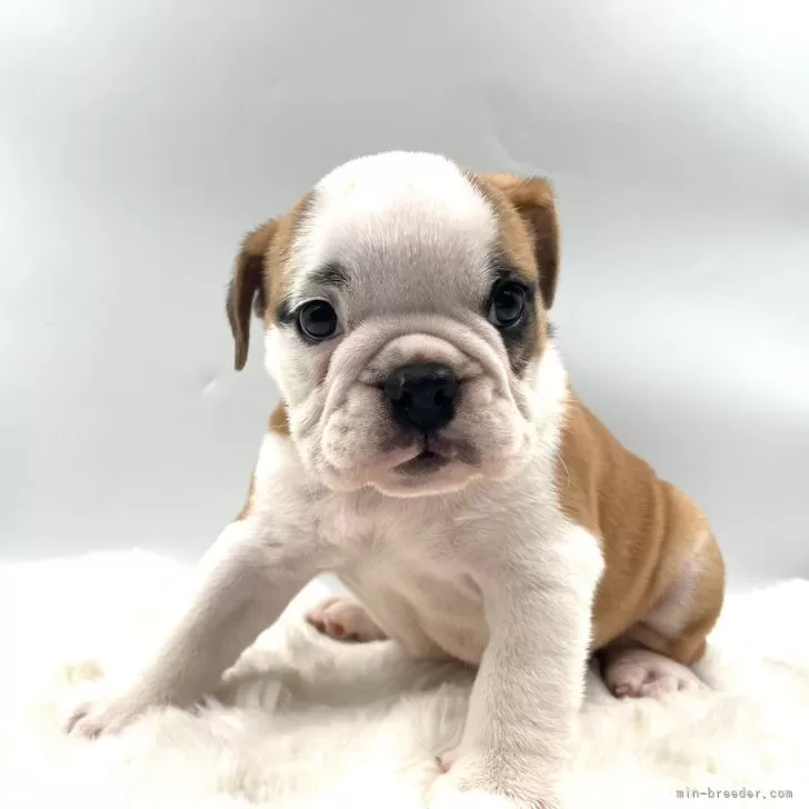 ID：2509-03556の子犬