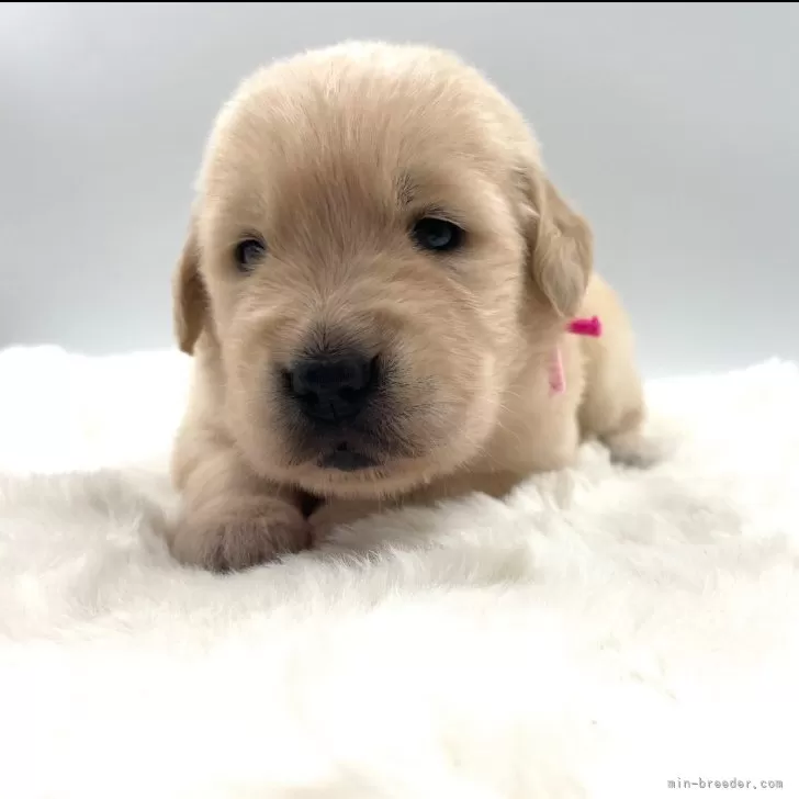 ID:2505-01533の子犬