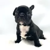 フレンチブルドッグ