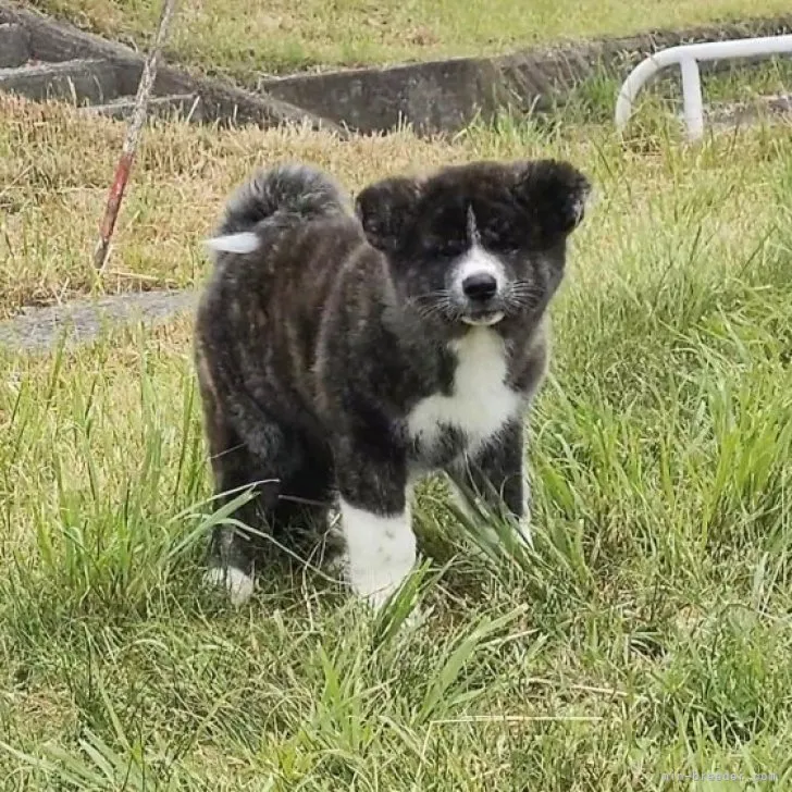 Kiki 様のお迎えした子犬