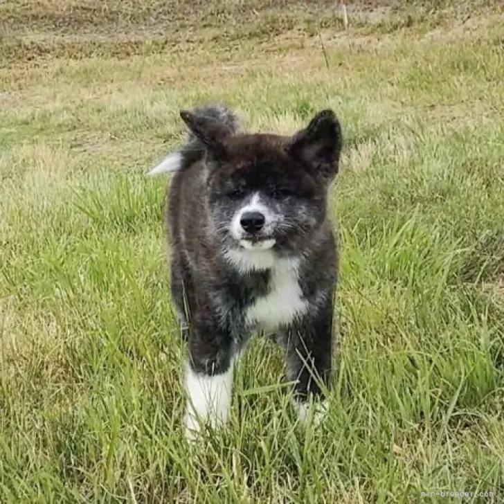 Y.S 様のお迎えした子犬