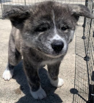 秋田犬【愛知県・女の子・2019年3月23日・虎毛】の写真「クリクリお目々のおてんば娘」