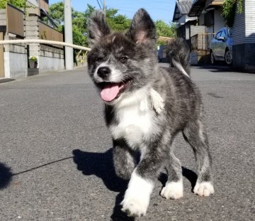 秋田犬【愛知県・男の子・2018年3月5日・虎毛】の写真「人が大好きなシャイボーイ☆」