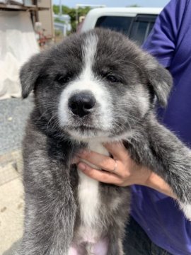 秋田犬【愛知県・男の子・2019年3月23日・虎毛】の写真「カラダは大きなおっとりクン」