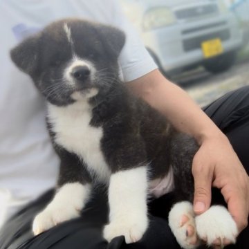 秋田犬【愛知県・男の子・2023年3月3日・赤虎】の写真「やんちゃな人懐っこい男の子🤗」