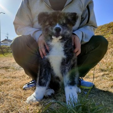 秋田犬【愛知県・男の子・2023年12月22日・赤虎】の写真「おっとり甘えん坊なぼくちゃん♪」