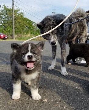 秋田犬【愛知県・女の子・2018年3月5日・虎毛】の写真「ルックスばっちりマイペースな女の子」