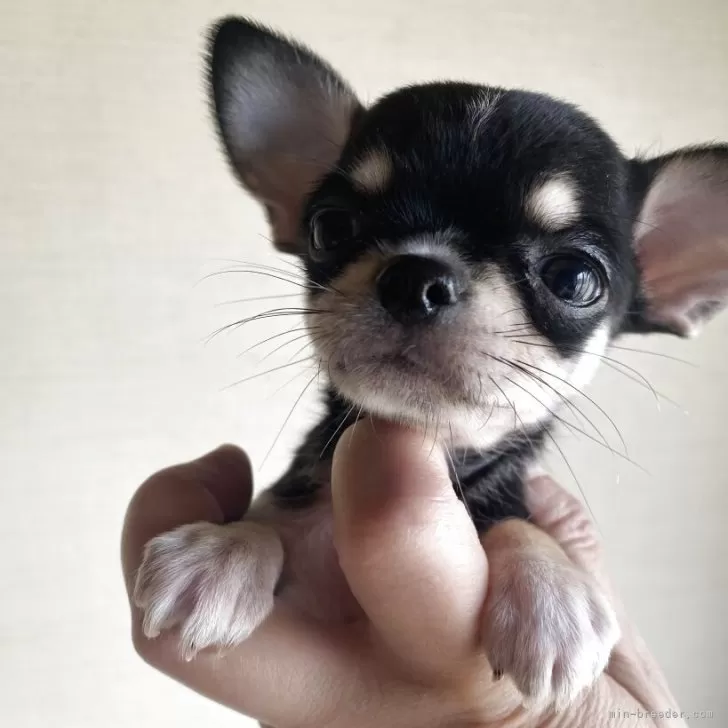 ID:2505-07274の子犬