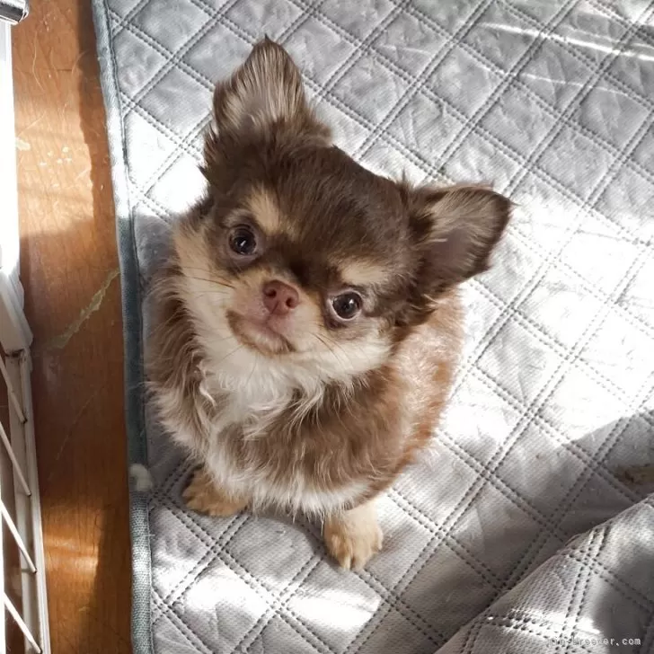 ID：2511-01103の子犬