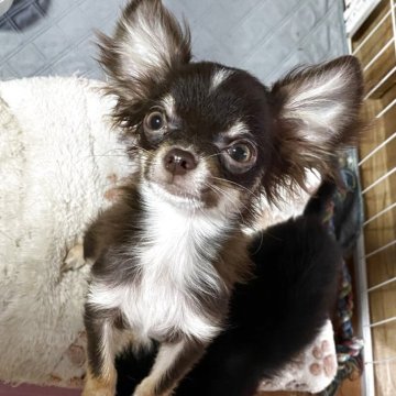 チワワ(ロング)【栃木県・男の子・2025年7月1日・チョコタン】の写真「綺麗なチョコカラ〜の男の子です」