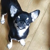 チワワ(スムース)