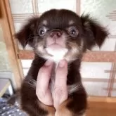 チワワ(ロング)