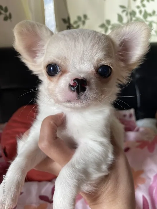 ID：2010-02684の子犬