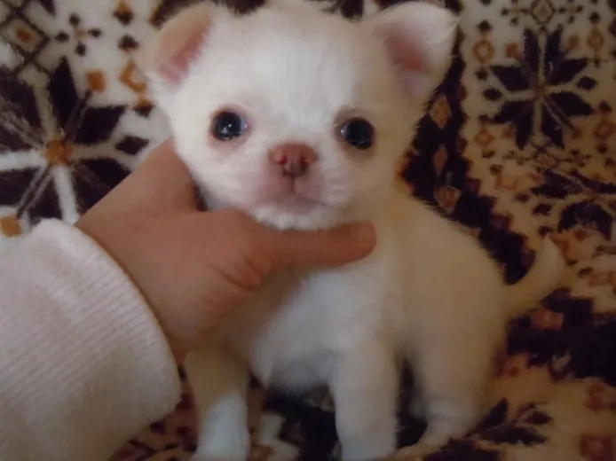 ID：1403-00591の子犬