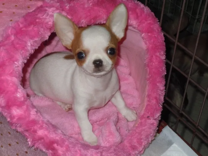 ID：1212-00678の子犬