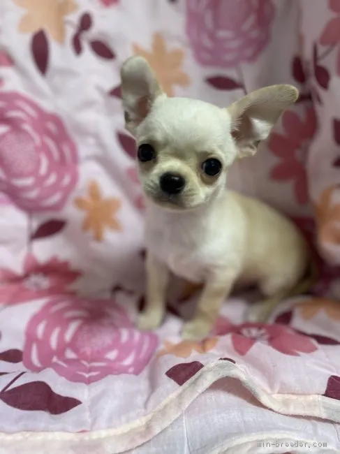 ID：2101-03009の子犬