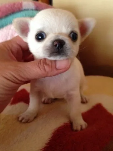 ID：1404-00372の子犬