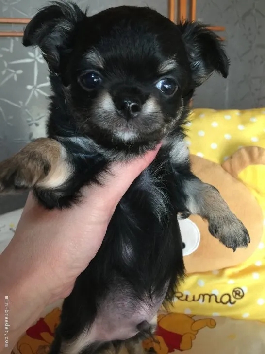 ID:1901-02473の子犬