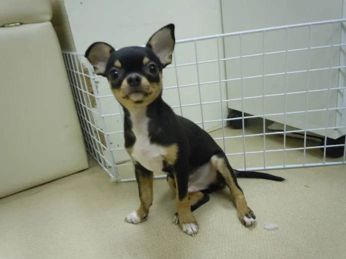ID：1207-00051の子犬