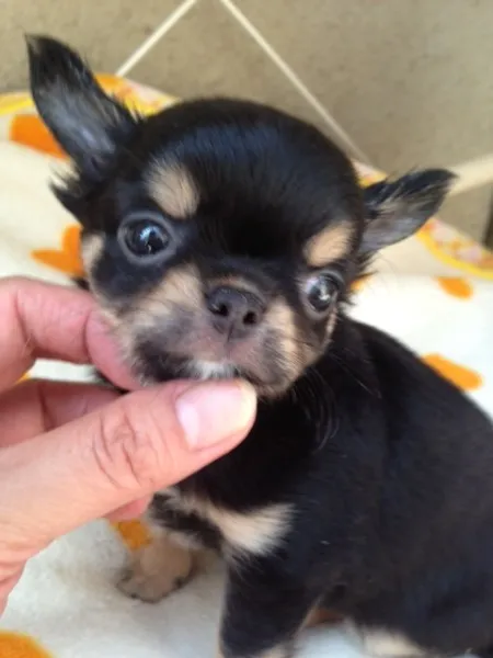 ID：1306-00268の子犬
