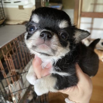 チワワ(ロング)【栃木県・女の子・2024年5月24日・ブラタンホワイト】の写真「可愛いちわわちゃん」